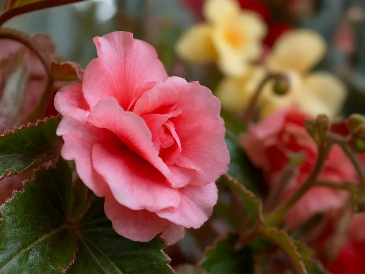 begonia tuberhybrida fonte:http://www.jardinage.eu