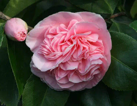 Fioritura camelia japonica