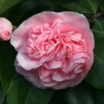 Fioritura camelia japonica
