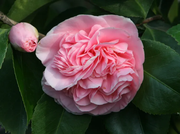Fioritura camelia japonica