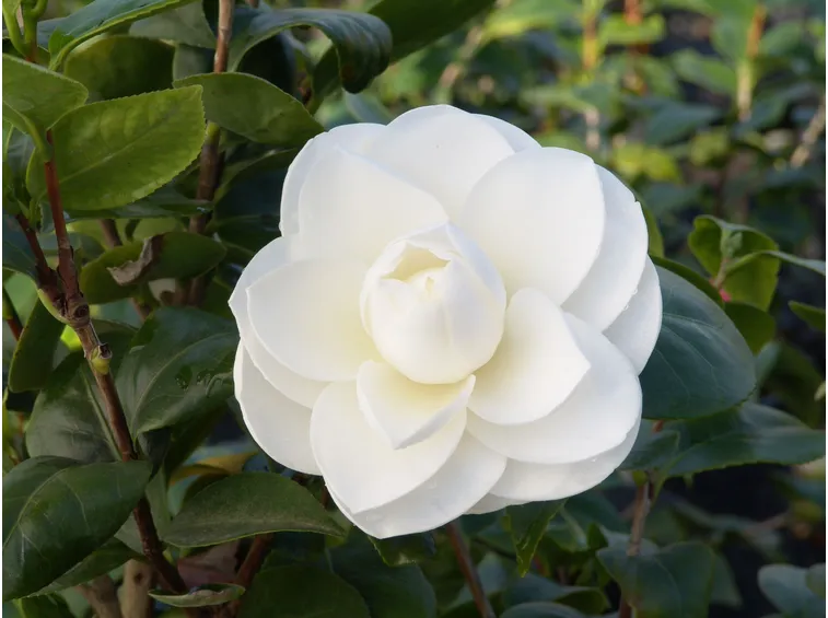 Camelia caratteristiche