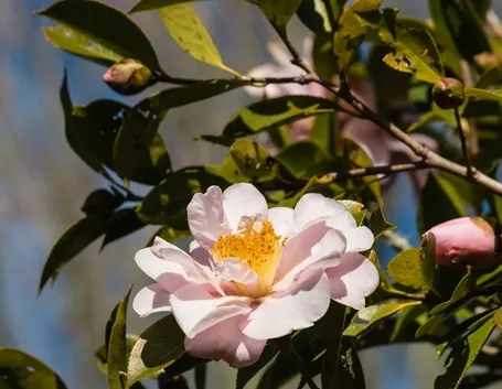 Fiore camelia