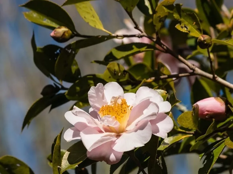 Fiore camelia