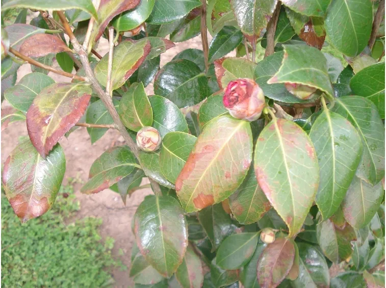 Piante giardino