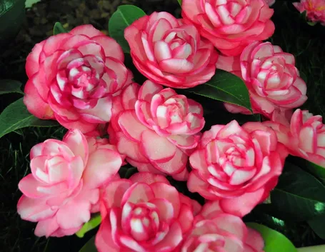 Fiori variegati di Camelia