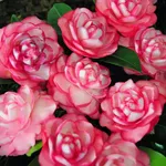 Fiori variegati di Camelia