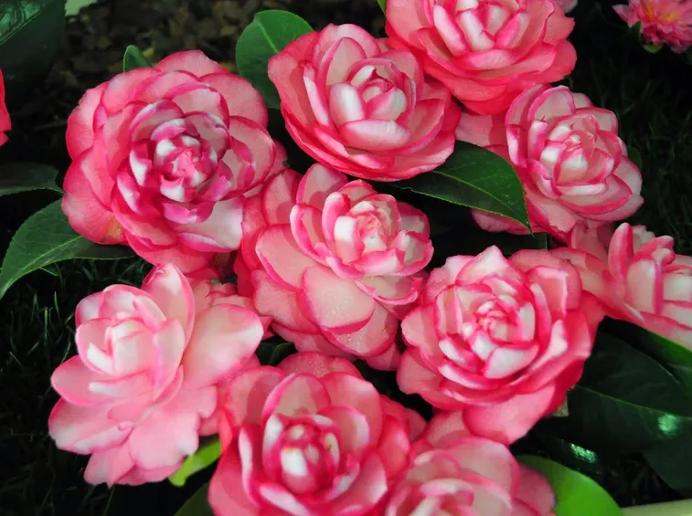 Fiori variegati di Camelia