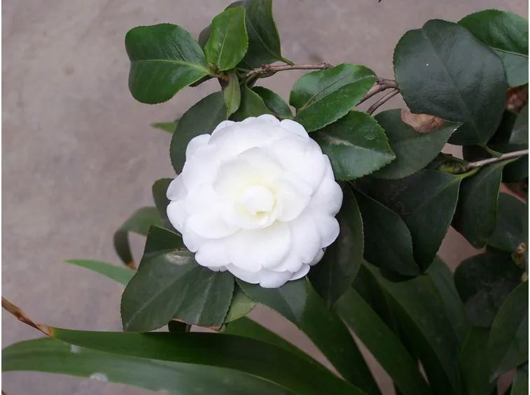 Fiore bianco di Camelia