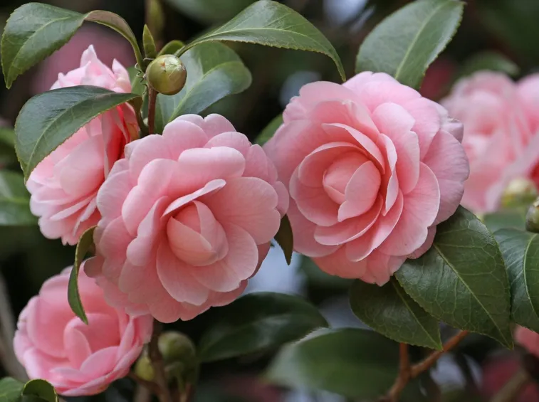 Rami fioriti di Camelia