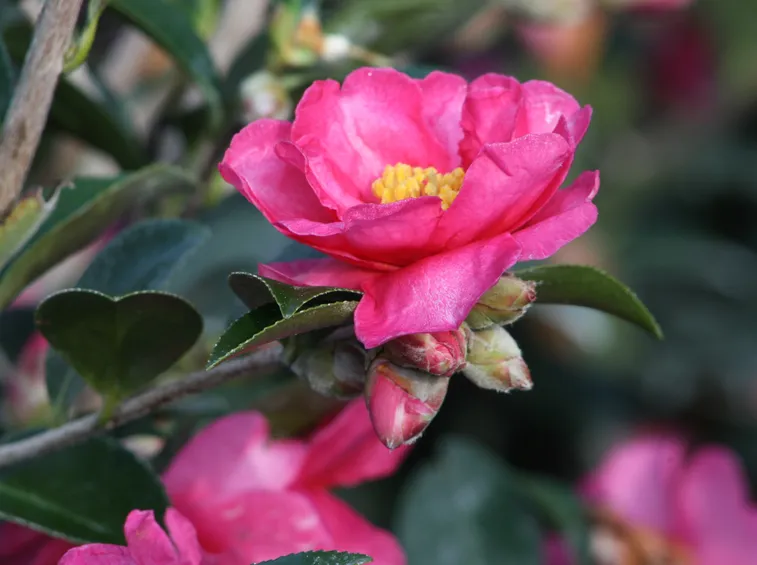 Camelia rosa