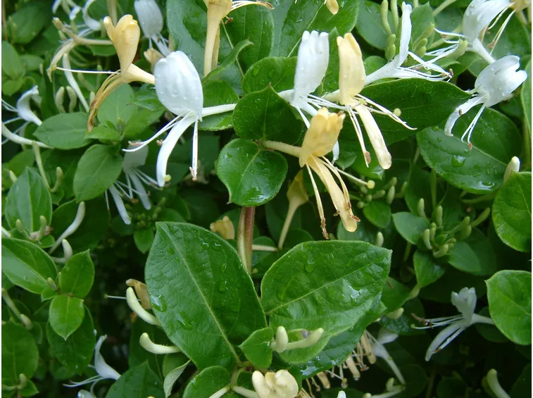Caprifoglio rampicante coltivazione