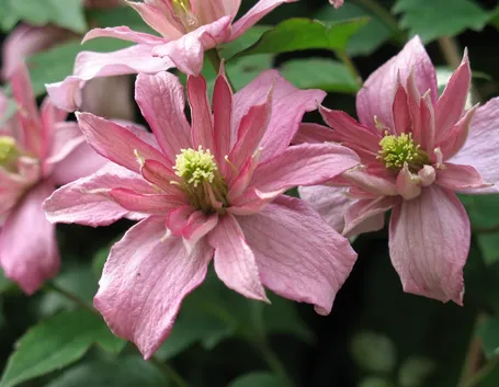 Clematide rosa