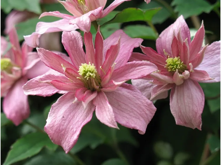 Clematide rosa