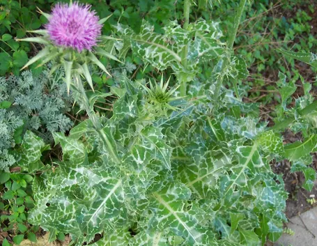 Pianta di cardo