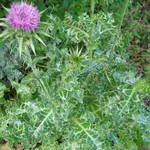 Pianta di cardo
