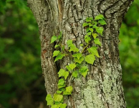 Edera rampicante