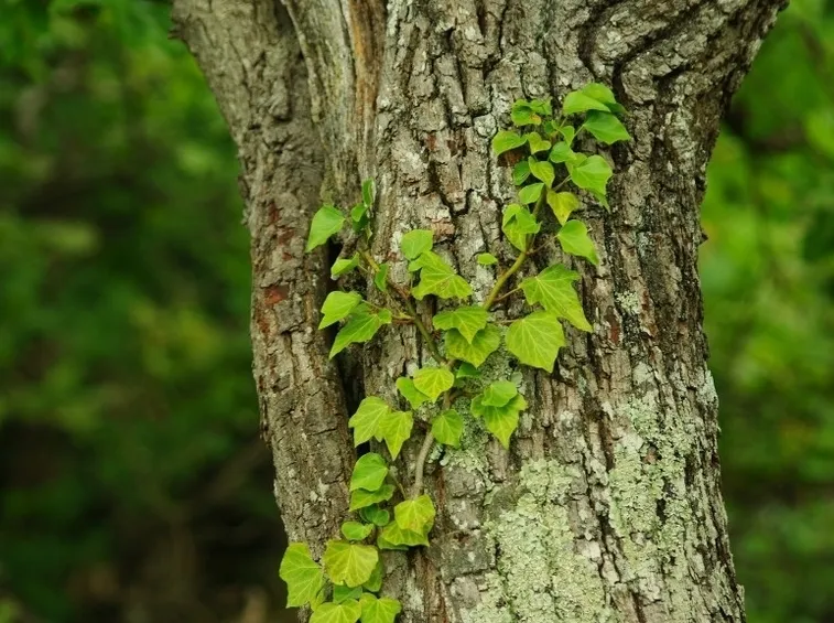 Edera rampicante