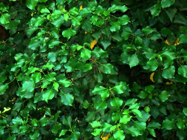Pianta rampicante di Edera