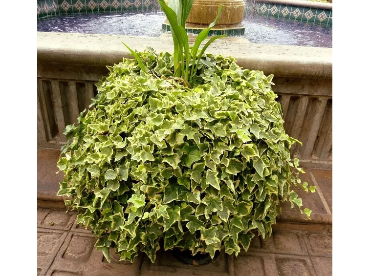 Varietà di Edera variegata