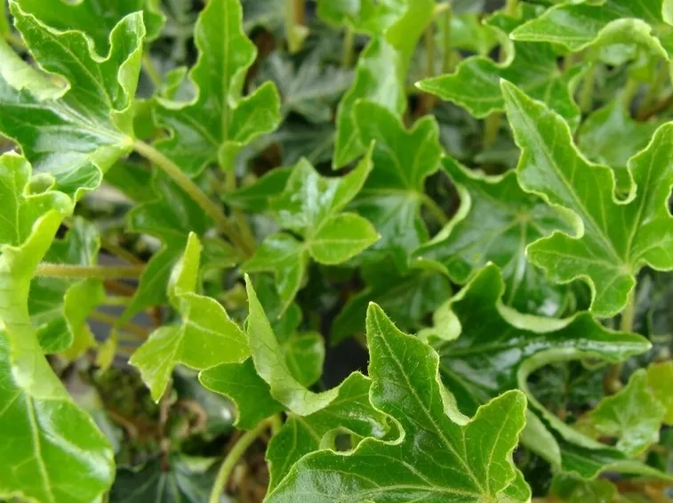hedera helix ivalace