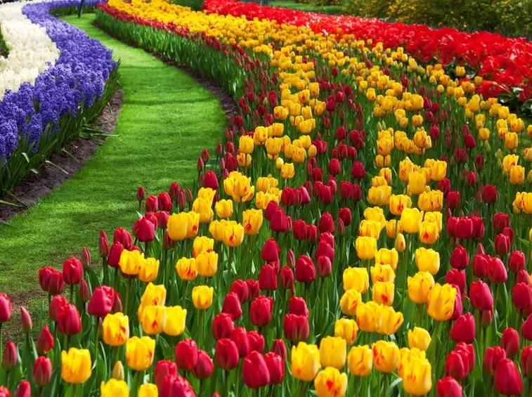 Tulipani