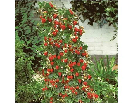Fragole rampicanti