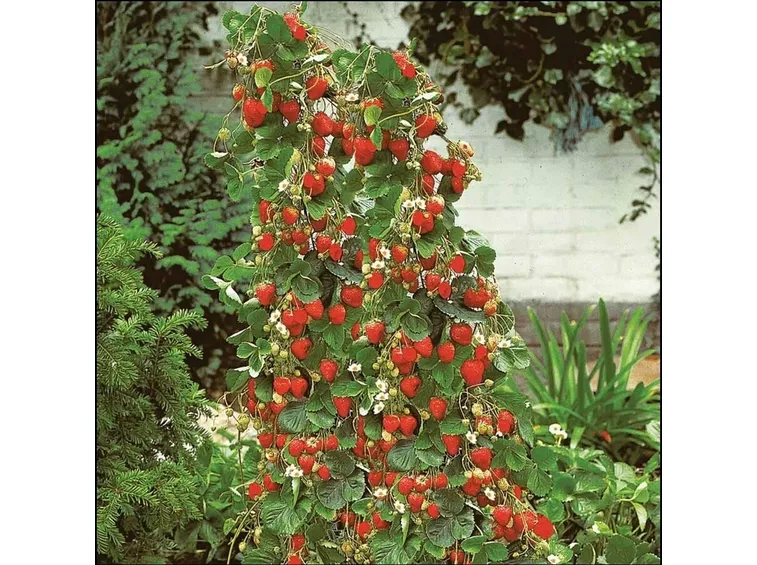 Fragole rampicanti