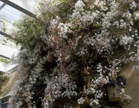 Splendido esempio di gelsomino fiorito