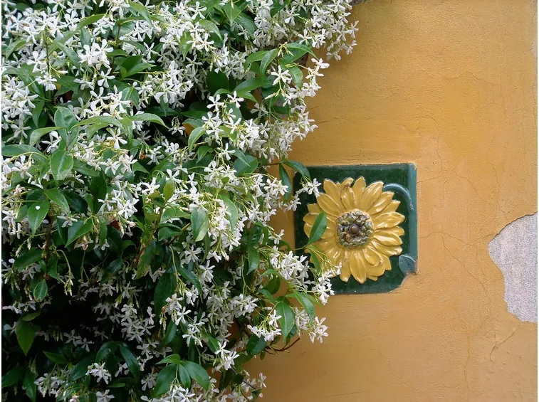 Ricca fioritura di Jasminum Pruning