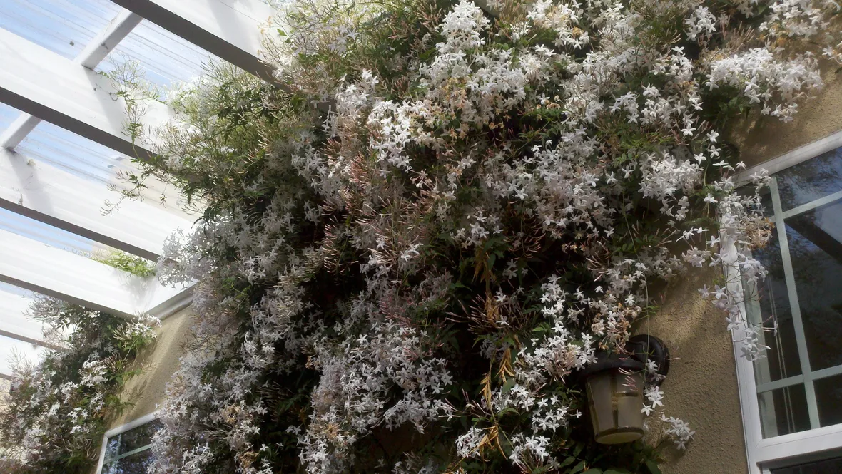 Splendido esempio di gelsomino fiorito