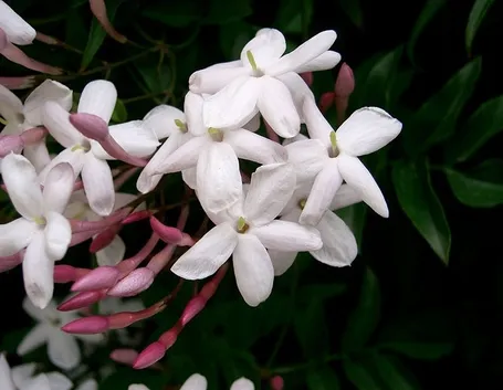 Fiore di gelsomino