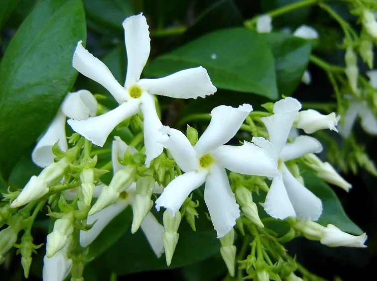 fiori gelsomino
