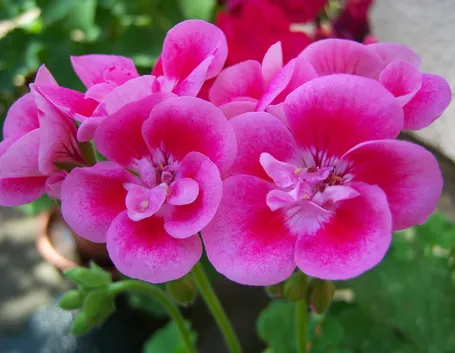 Infiorescenze rosa di Geranio