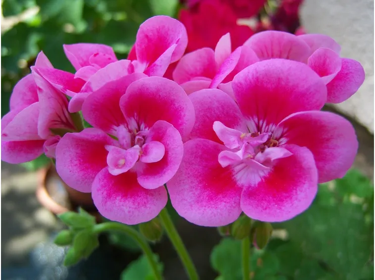 Infiorescenze rosa di Geranio