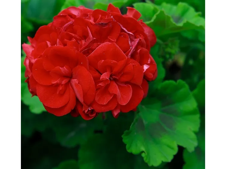 Fiori rossi di Geranio