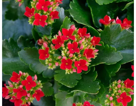 Kalanchoe blossfeldiana