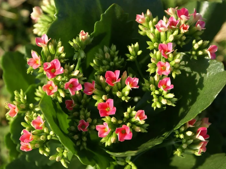 Kalanchoe