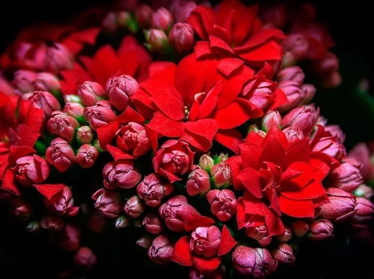 Kalanchoe a fiori rossi