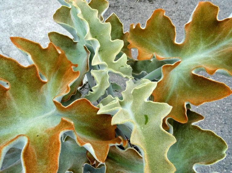 Kalanchoe beharensis