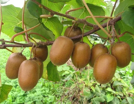 pianta di kiwi