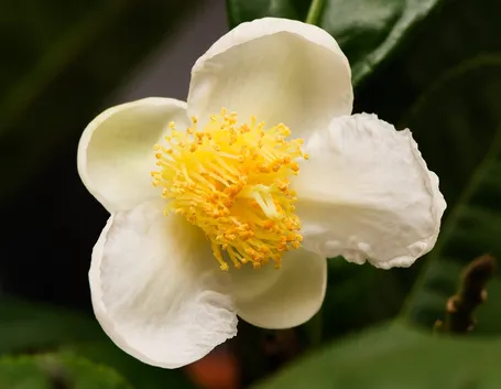 Esempio di camelia malattie