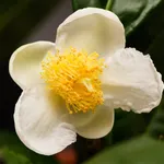 Esempio di camelia malattie