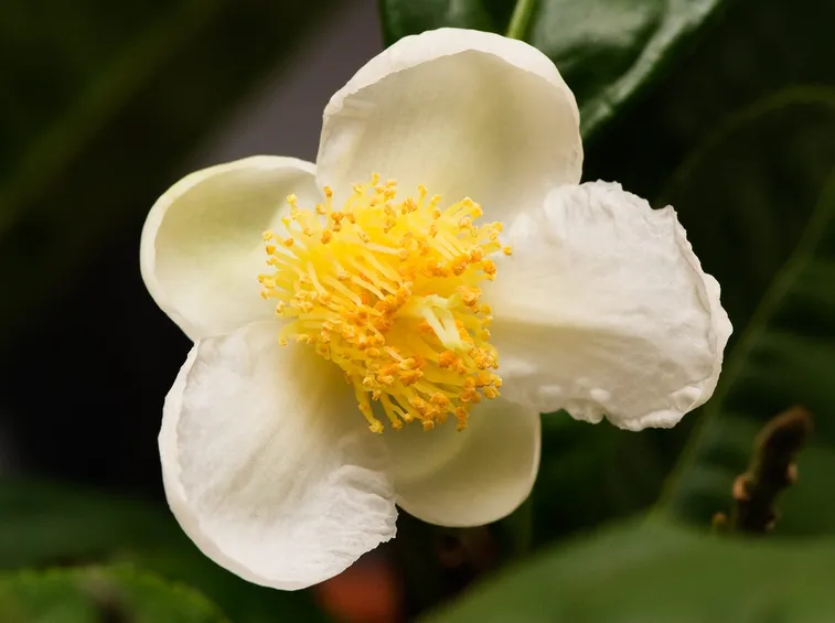Esempio di camelia malattie