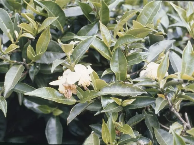 Pianta di camelia malata