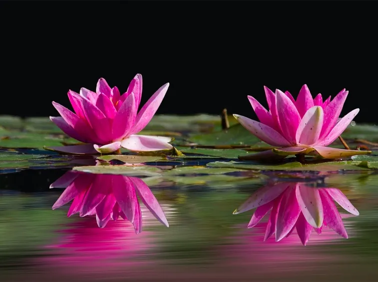 Fiori di ninfea rosa
