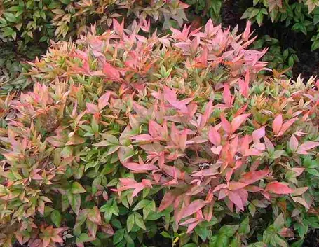 Nandina domestica