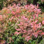 Nandina domestica