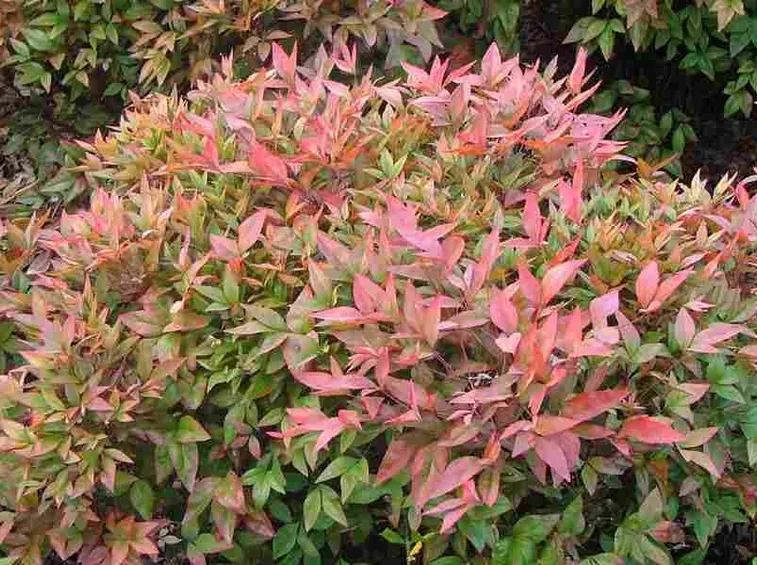 Nandina domestica