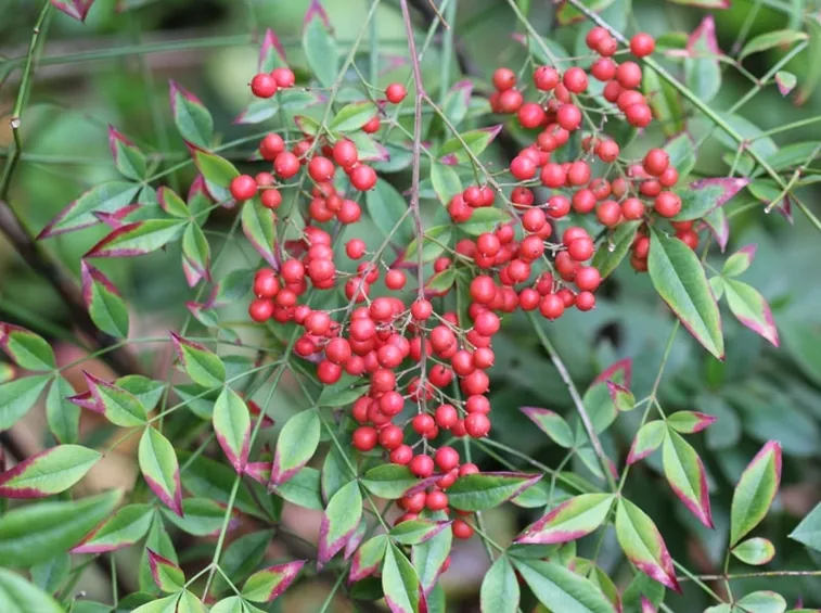 Bacche di nandina