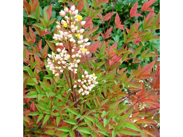 fiori nandina